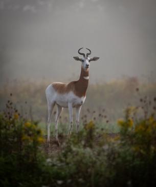 Male dama