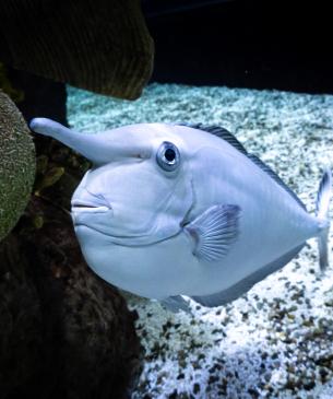 Unicorn tang