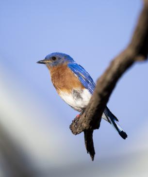 Eastern Bluebird