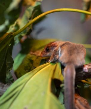 A feathertail glider tail