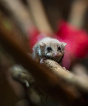 A feathertail on a branch