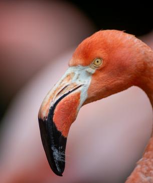 Head of a flamingo