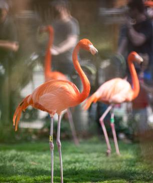 Group of flamingos in grass
