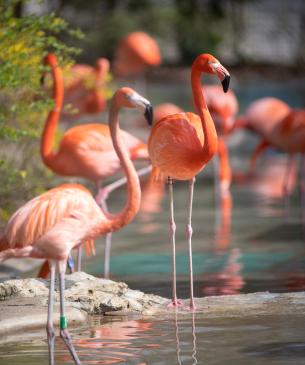 Flock of flamingos along water