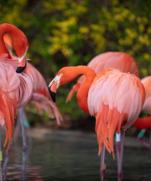 Flock of flamingos in pool