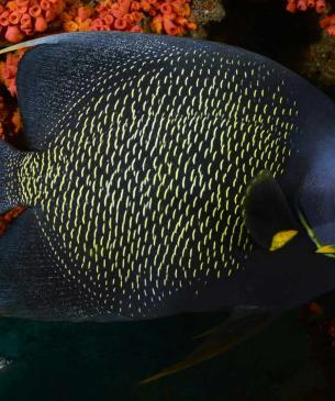 French Angelfish 