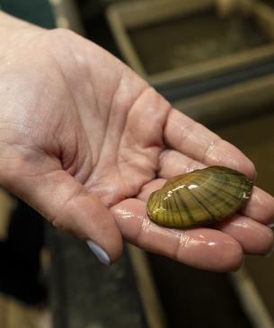 Small freshwater mussel