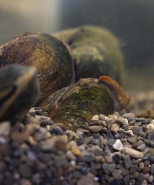 Mussels underwater