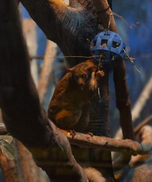 Galago Dobby using enrichment