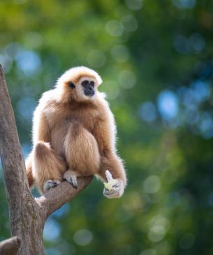 Gibbon in tree