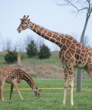 Gieaffe feeding