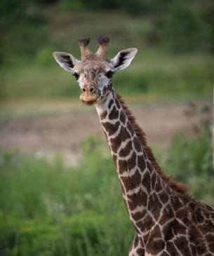 A young giraffe