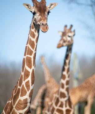 Two giraffe