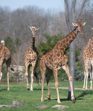 Herd of giraffe in the Savanna