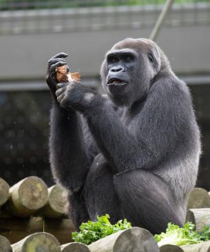 western lowland gorilla eating