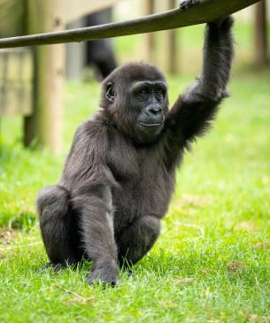 Baby western lowland gorilla