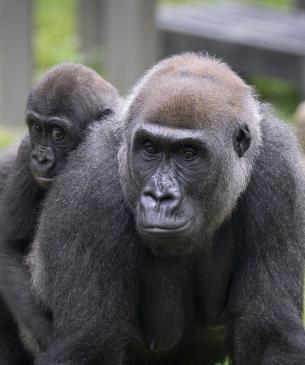 Gorilla with a young gorilla on her back