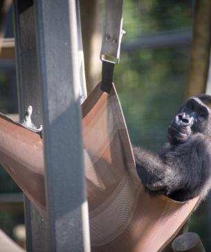 western lowland gorilla