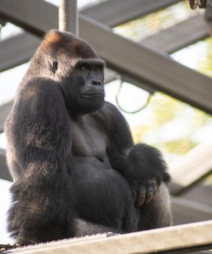 Silverback western lowland gorilla