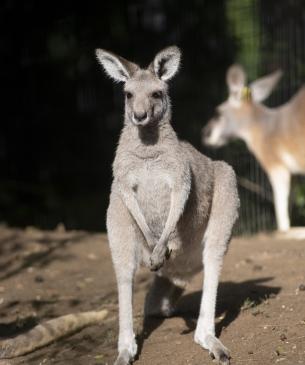 Eastern grey kangaroo