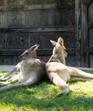 Two eastern grey kangaroos laying back-to-back