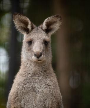 Eastern grey kangaroo face