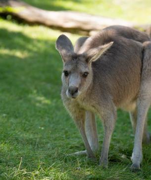 Eastern grey kangaroo in Kangaroo Walkabout