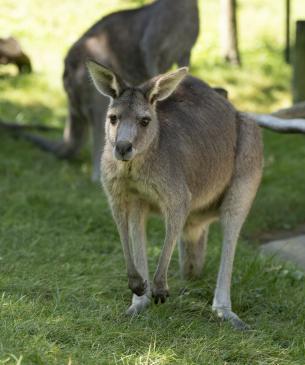 Eastern grey kangaroo hopping