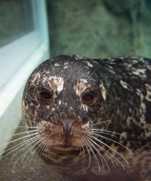 Harbor seal underwater