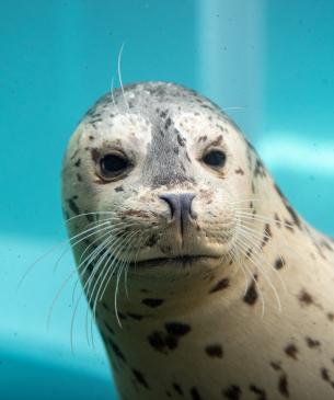 Harbor seal underwater