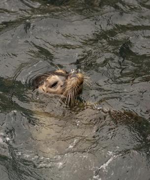 Harbor seal looking out of the water