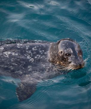 Harbor seal swimming