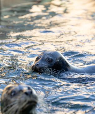 Harbor seal Swimming