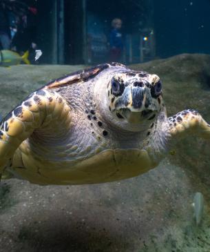 Hawksbill sea turtle