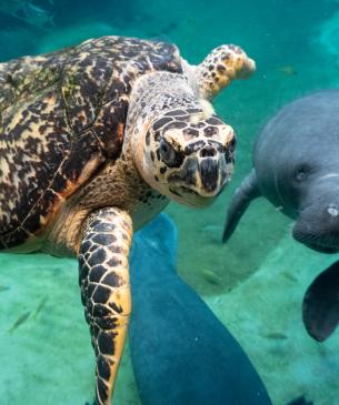 Buddy with a manatee
