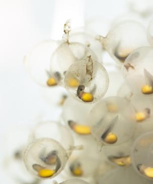 Hellbender eggs