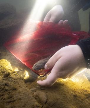 Hellbender being released as part of the Ohio Hellbender Partnership