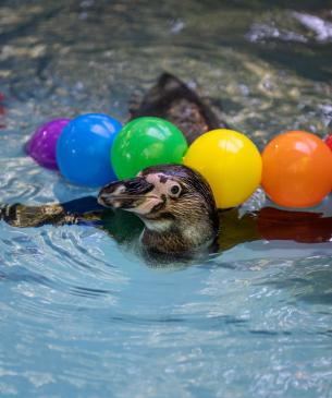 Penguin with enrichment