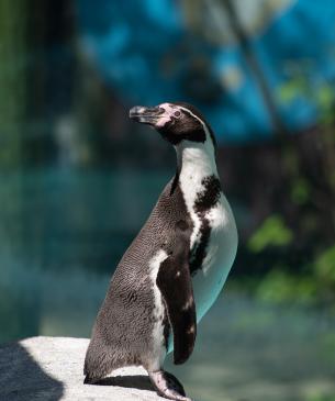 Full-body view of penguin