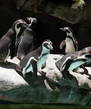 LArge grouping of penguins