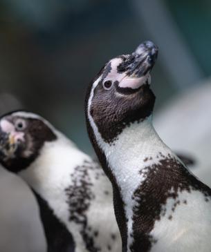Two Humboldt penguins