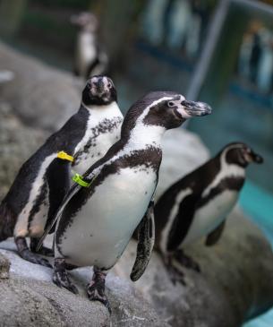 Three penguins on rock
