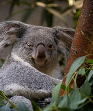 Koala sitting in tree