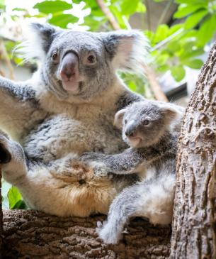 Koala Joey outside of mom's pouch 