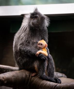 Mother langur with her young baby