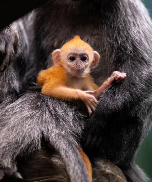 Baby Langur