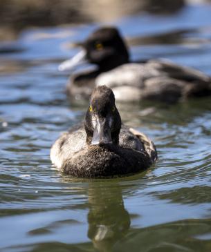 Lesser scaup (male)