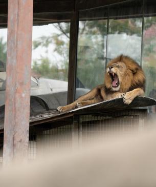 Male Lion on Plane Wing