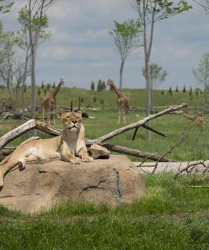 Lion Savanna