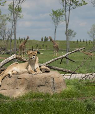 lion savanna